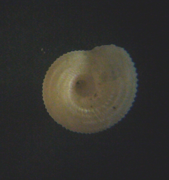 Piccolo gasteropode